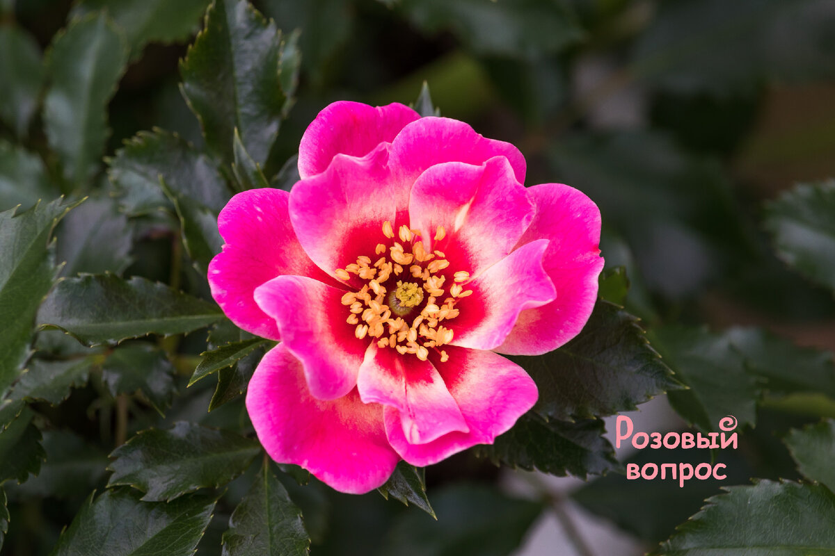 Моя роза Квин Бэбилон Айз.