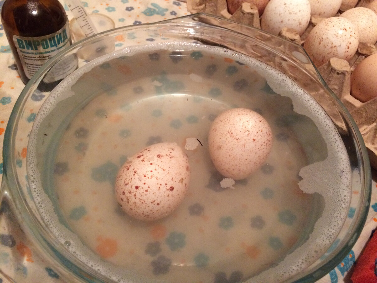 Чем обработать яйца перед закладкой в инкубатор. Индюшачьи яйца. Яйцо обработанное. Чтобы охладить яйцо. Обработка яиц.