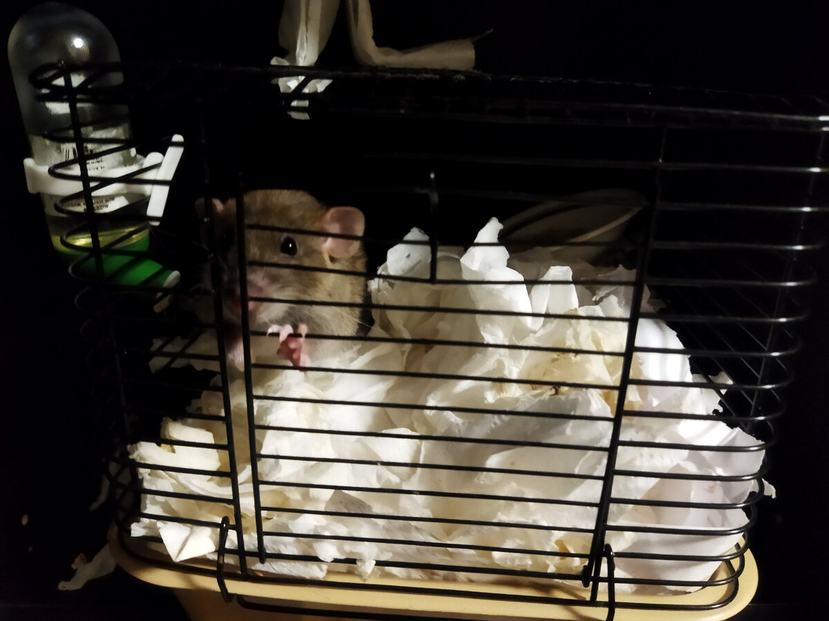 Устроила гнездо. 