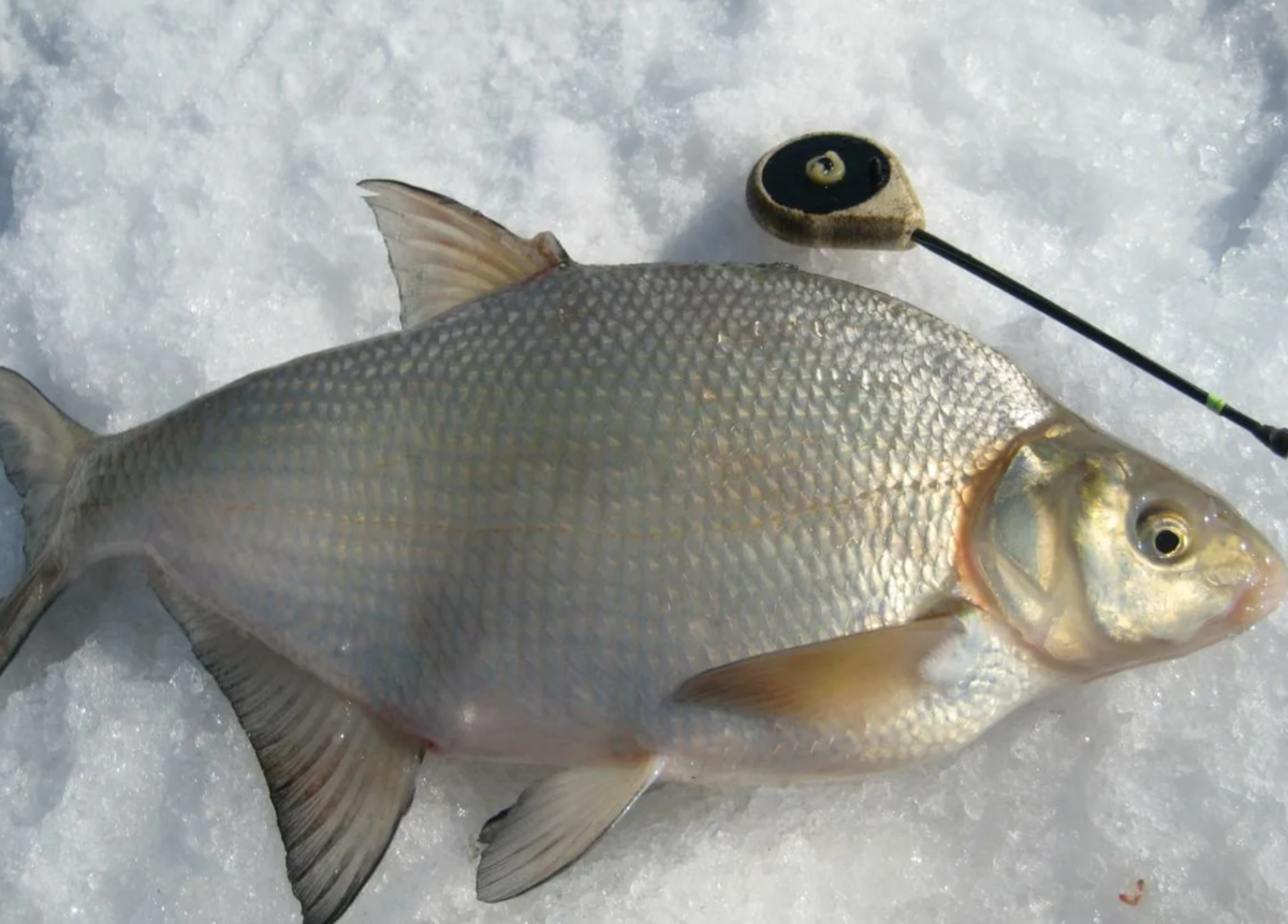 "Главное – не упустить момент" Хитрый рыбак назвал самые действенные ...