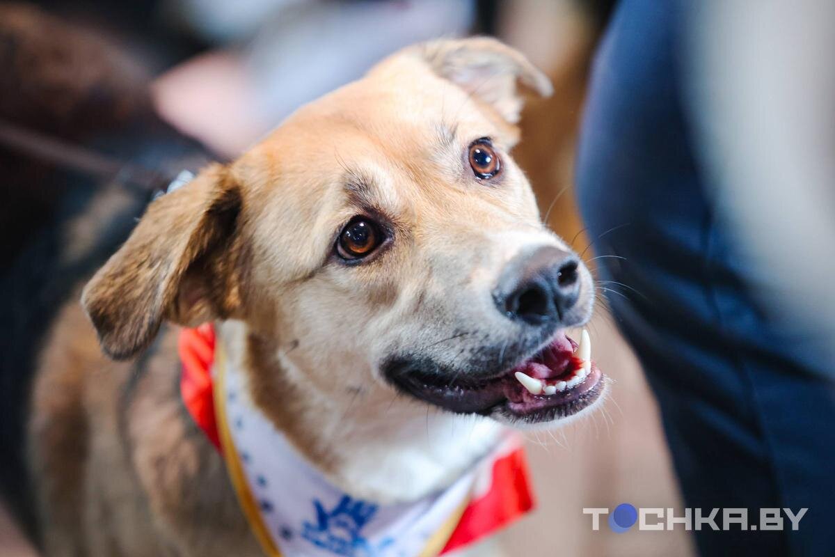    Фото: Павел Русак / Tochka.by