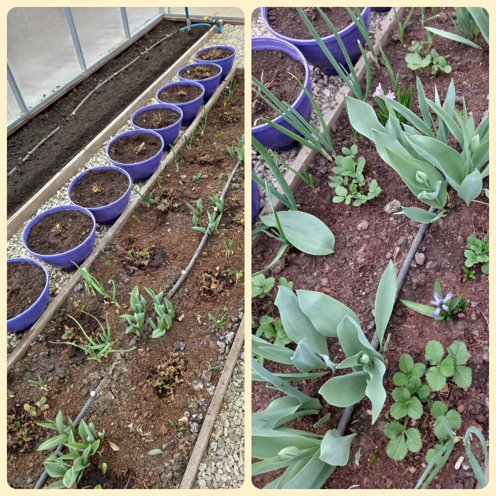 В теплице две недели назад и сейчас