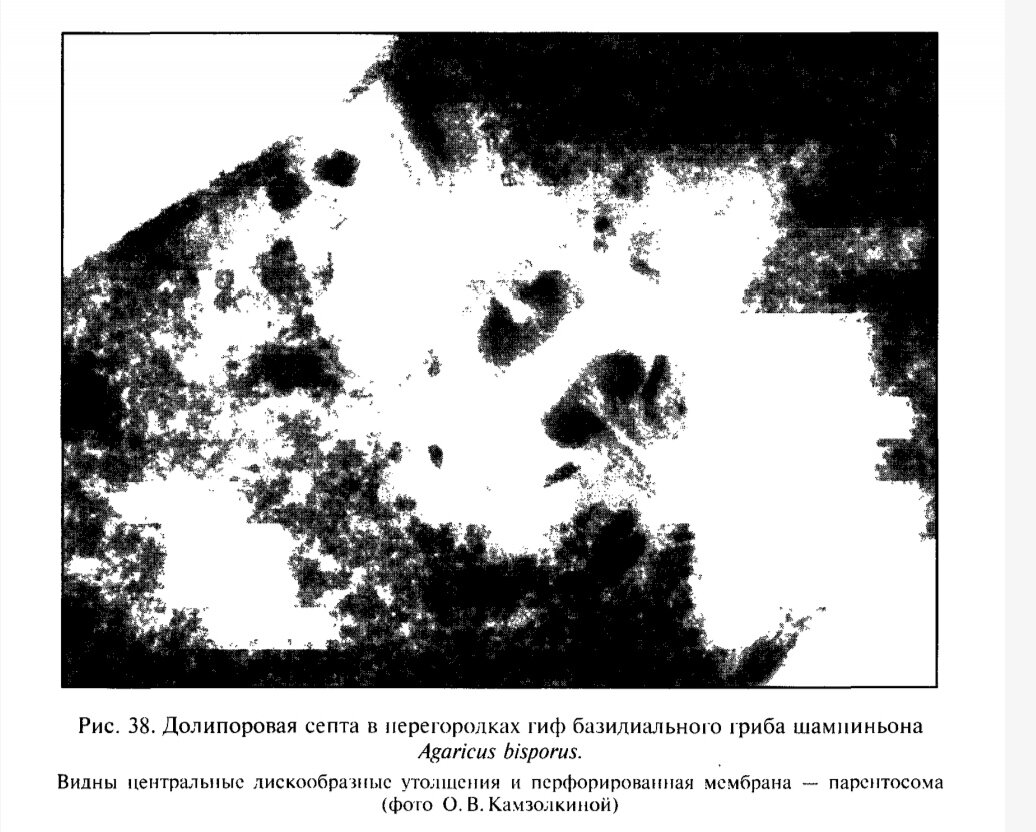 Долипоровая септа 