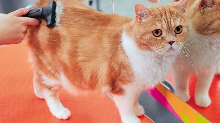    из личного архива Дарьи Гоц