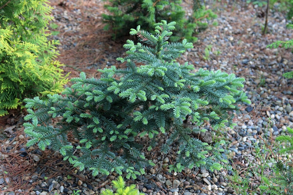 Пихта благородная, Abies procera, из штатов Орегон и Вашингтон, где она вырастает до 80 м высотой. Испанское название клона ‘Bizarro’ само по себе говорит о ее южном происхождении.