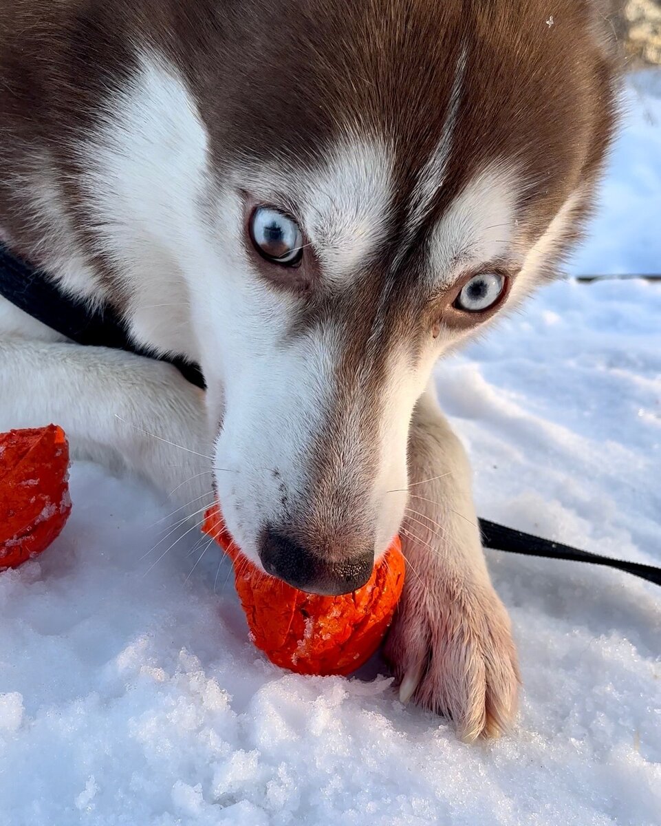 На фотографии мячик, кусок которого был проглочен...