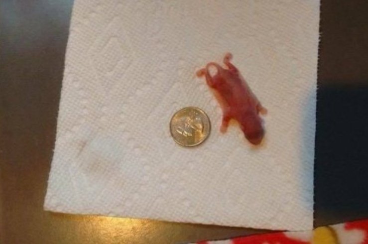 Зверек на салфетке. Очень крошечный