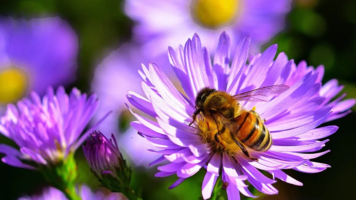 Важным этапом при посадке цветов является выбор правильного грунта. Фото: Pxfuel.com