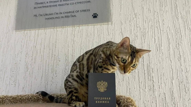     Кошка Уруми Компания "МейТан"