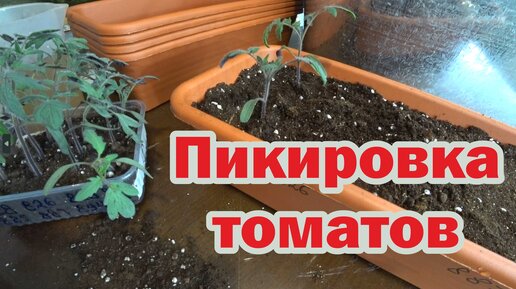 Пикировка томатов