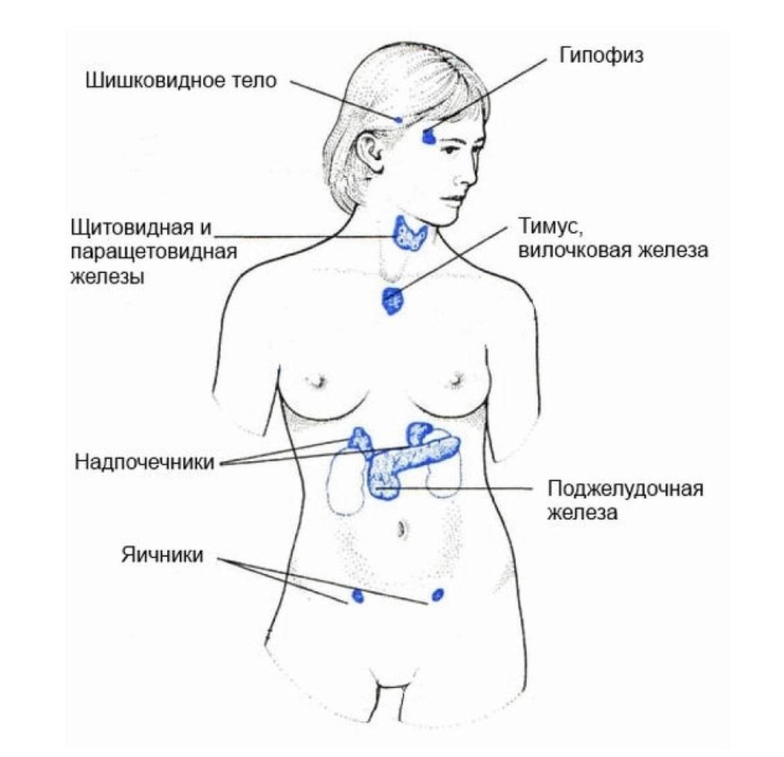 гормоны отвечающие за рост груди у женщин фото 25
