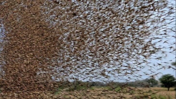    Биоудобрение из пустынной саранчи по кенийскому рецепту