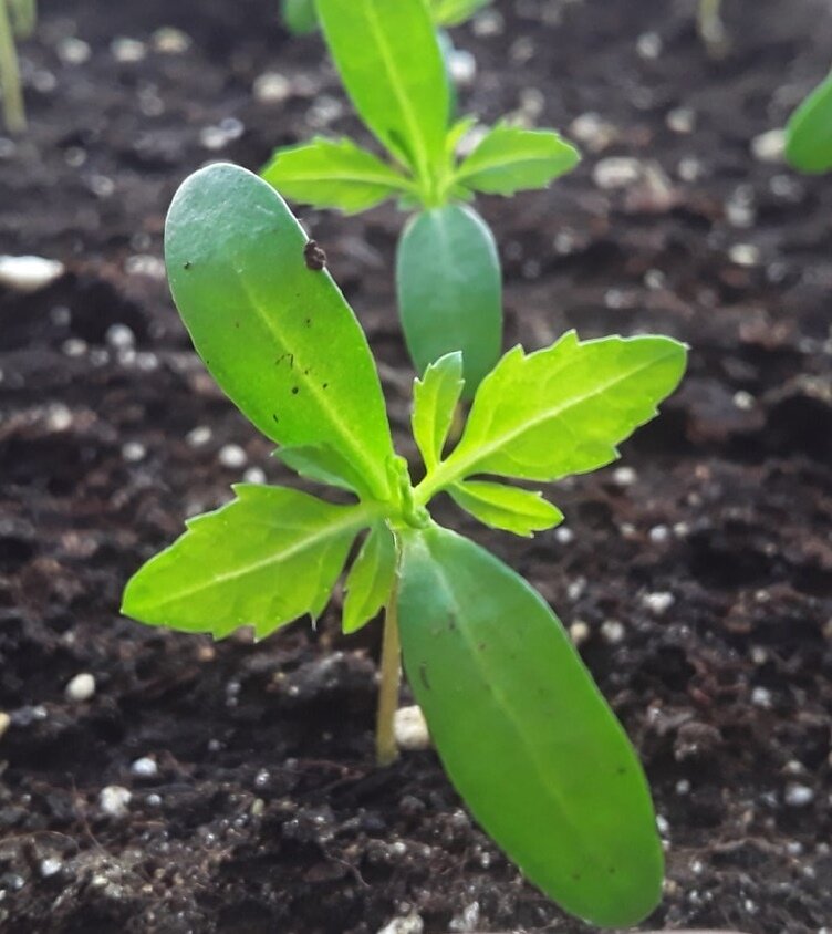 Рассада бархатцев ждет пикировки