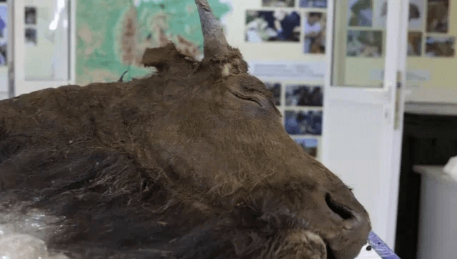    Ученые не установили точный геологический возраст бизона, но предварительно ему 8-9 тысяч лет