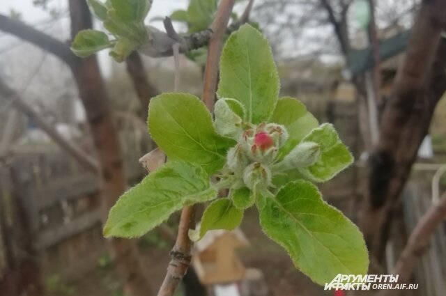    Фото:  АиФ/ Екатерина Поляница