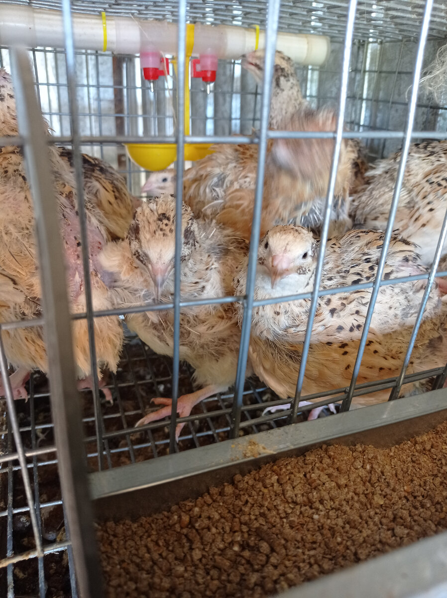 Домашнее содержание перепелов. 