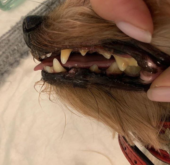 У собаки камень на зубах и пахнет из рта? Что делать? | Питомцы - наше ...