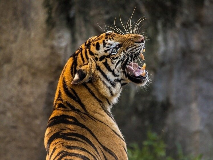     Фото: Pixabay