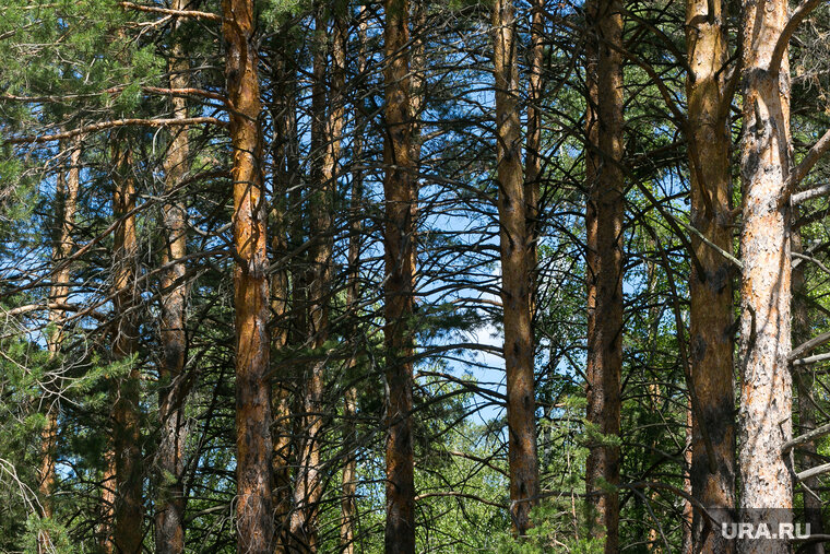    Ремонт в санатории «Сосновая роща» планируют провести до 10 июня