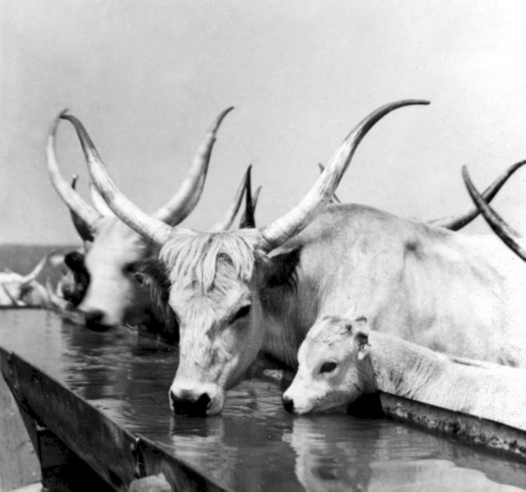 Туранский (каспийский) тигр. Брэм жизнь животных 1937. Мурзилка 1937 год. Забавные исторические снимки. 1937 животных.