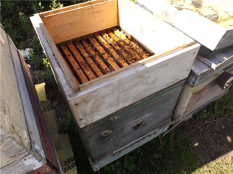 важные работы с пчелами в апреле - про летки ульев, пчелиное воровство и  злых пчел | Пчеловодство в разных типах ульях - за и против | Дзен