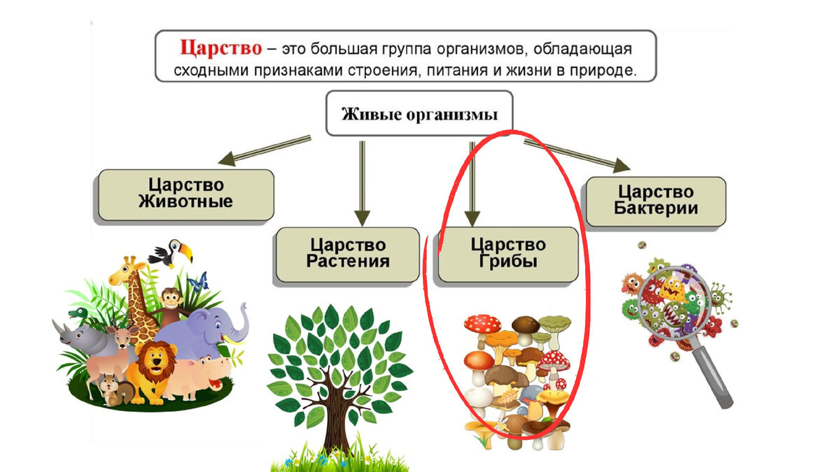 Голод не тётка”, а плесень - антибиотик. (Вы все еще решаете - съесть или  выбрасывать?) | Не гуглится | Дзен