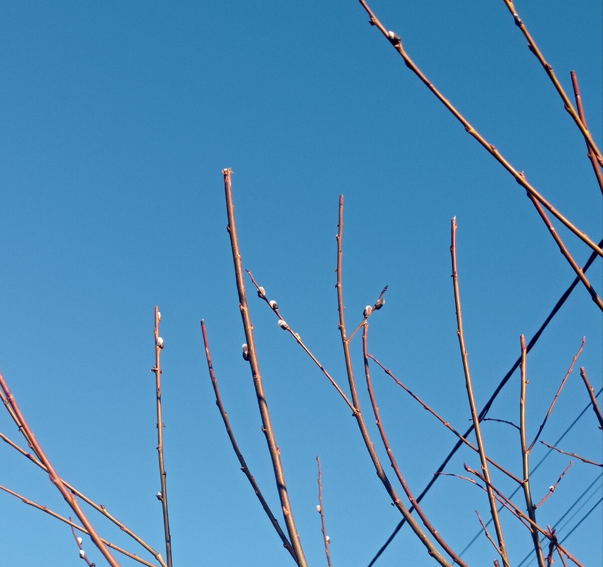 Чистое небо, верба 