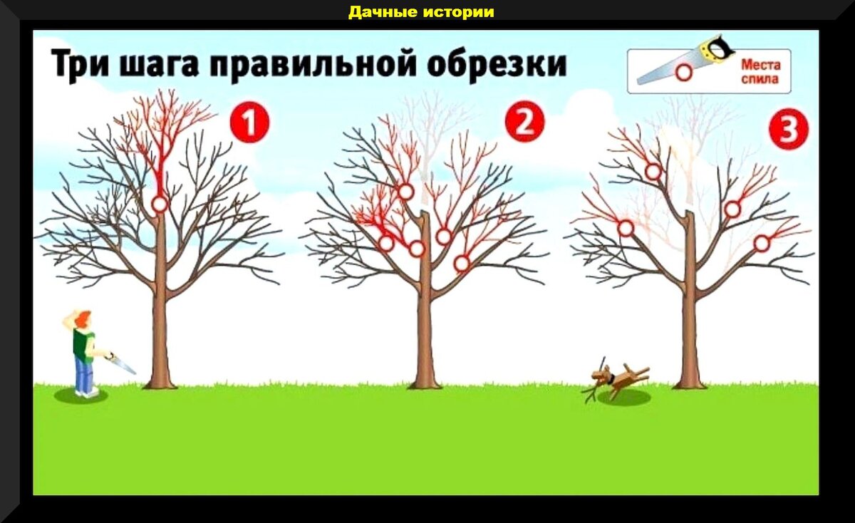 Сад весной: отвечаем подробно на самые интересные вопросы от начинающих  садоводов | Дачные истории | Дзен