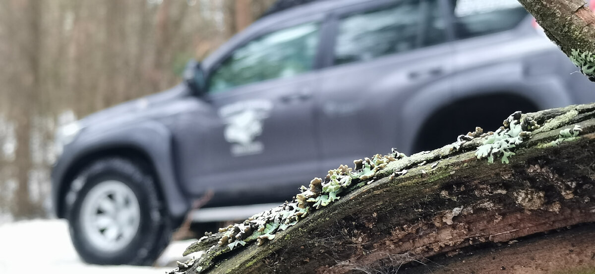 Конечно, едем в лес! Автотуристы мы или кто!