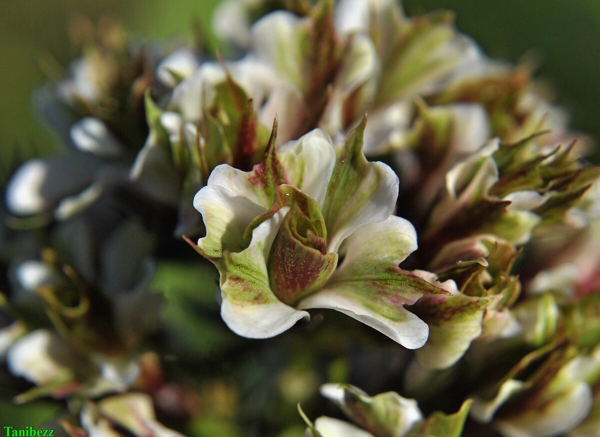 Флокс метельчатый "Pure Feelings"