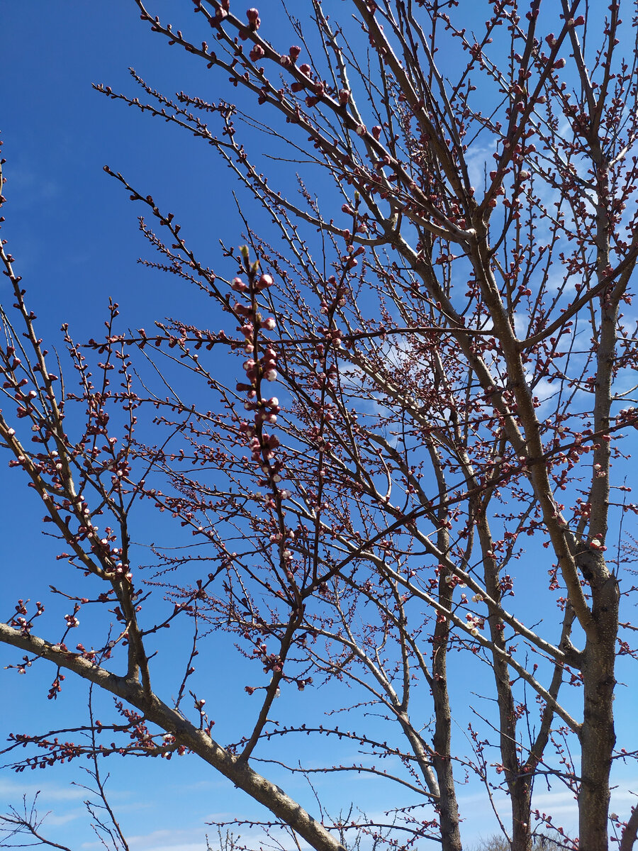 Вчера еще шел снег, сегодня весна во всей красе