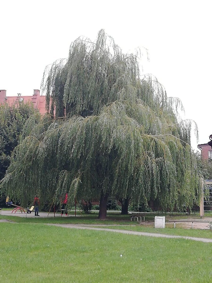 Часть придомовой территории на ул. Артиллерийской. 