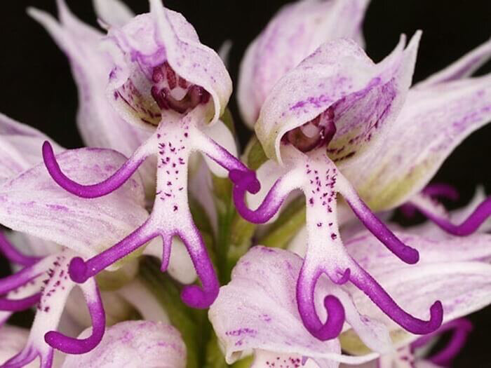 Ятрышник итальянский (Orchis Italica) 