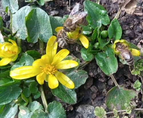 Работа в лютиках продолжается.