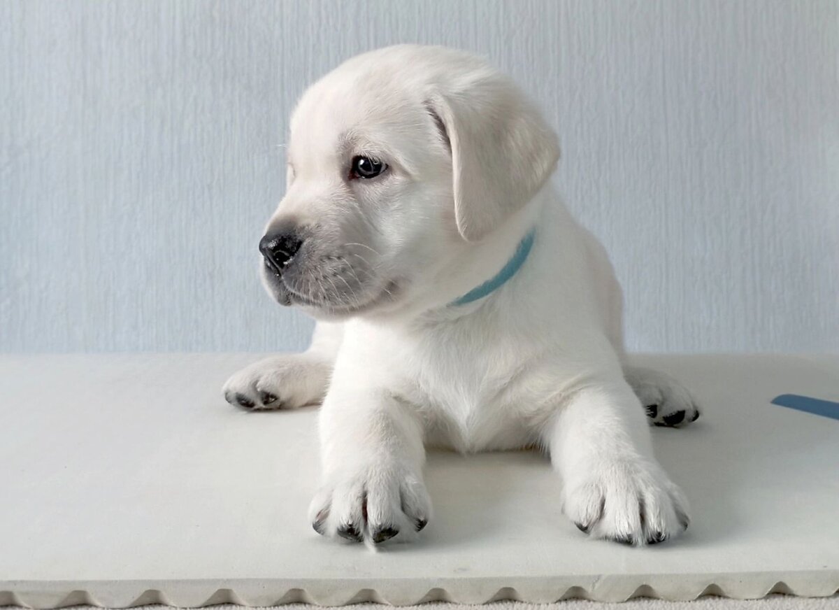 Щенки лабрадора