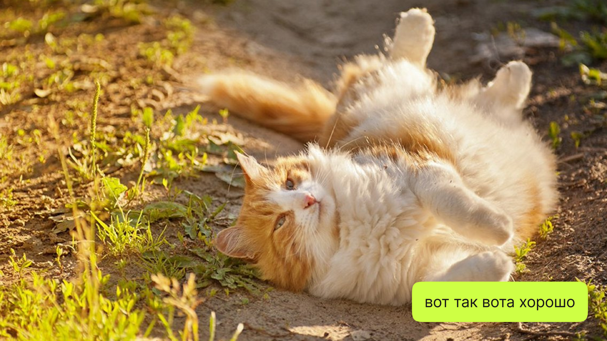 Светит солнышко... на кошку. 17 фото солнечных котов ВСЯКИЕ РАЗНЫЕ КОШКИ Дзен