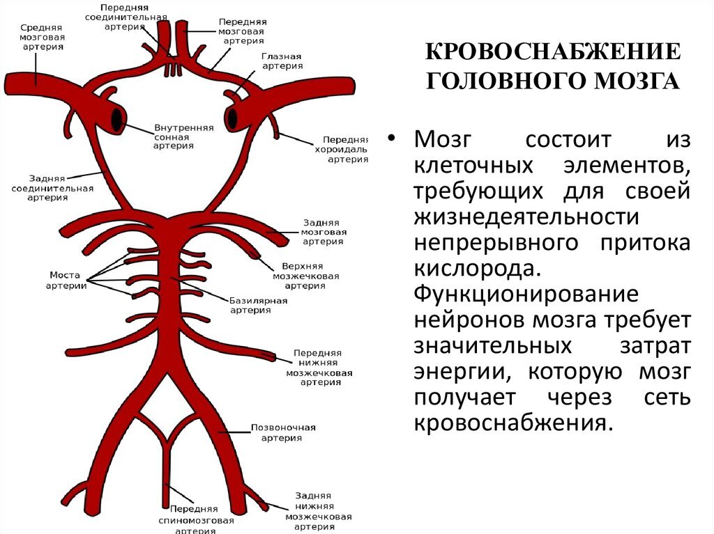 Схема кровообращения головного мозга