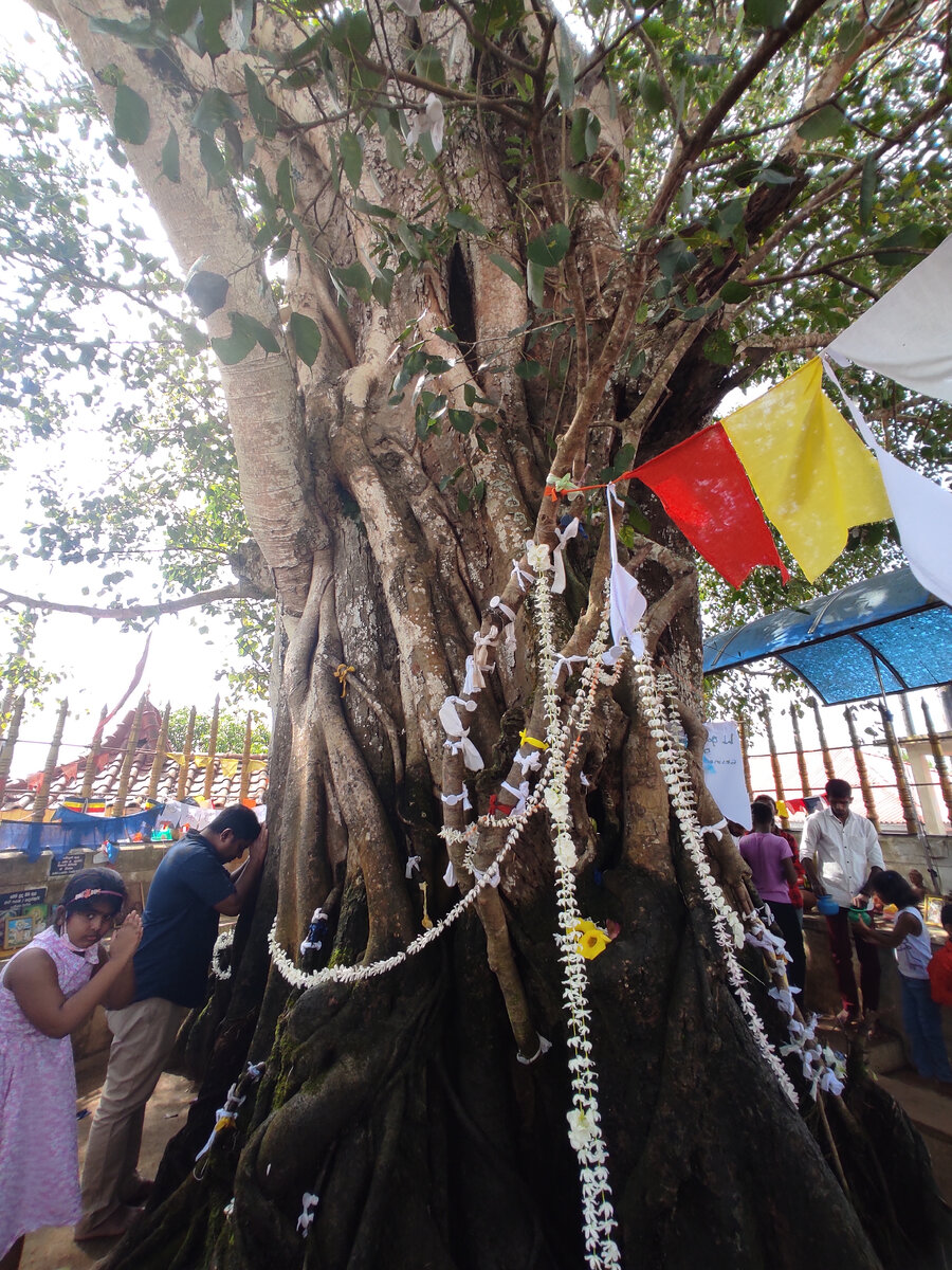 Дерево Бодха