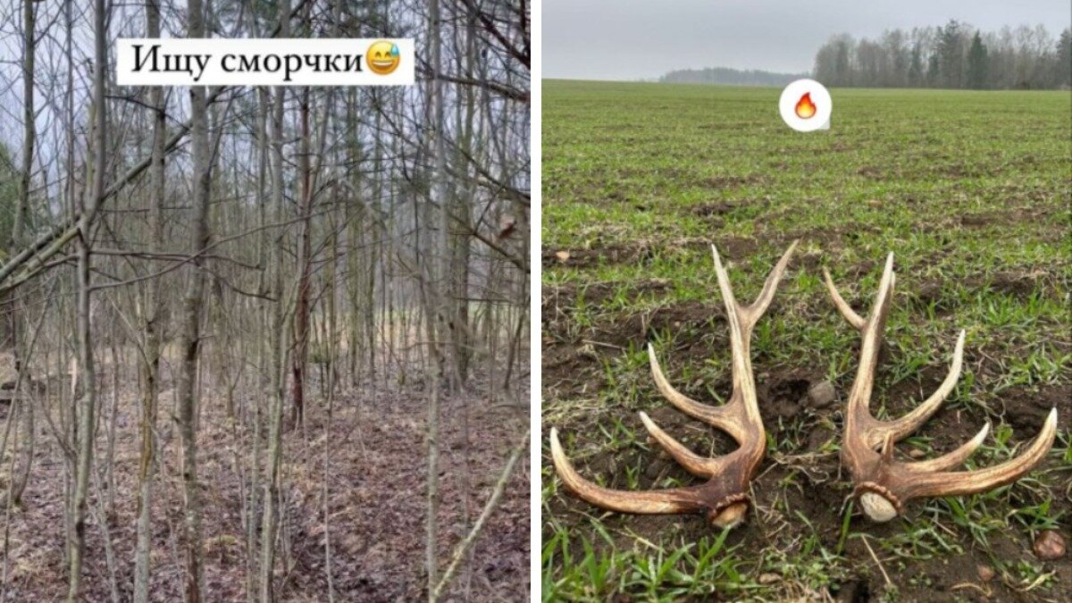 Не только «эльфову чашу». Какие грибы в Беларуси собирают уже в апреле? — Видео