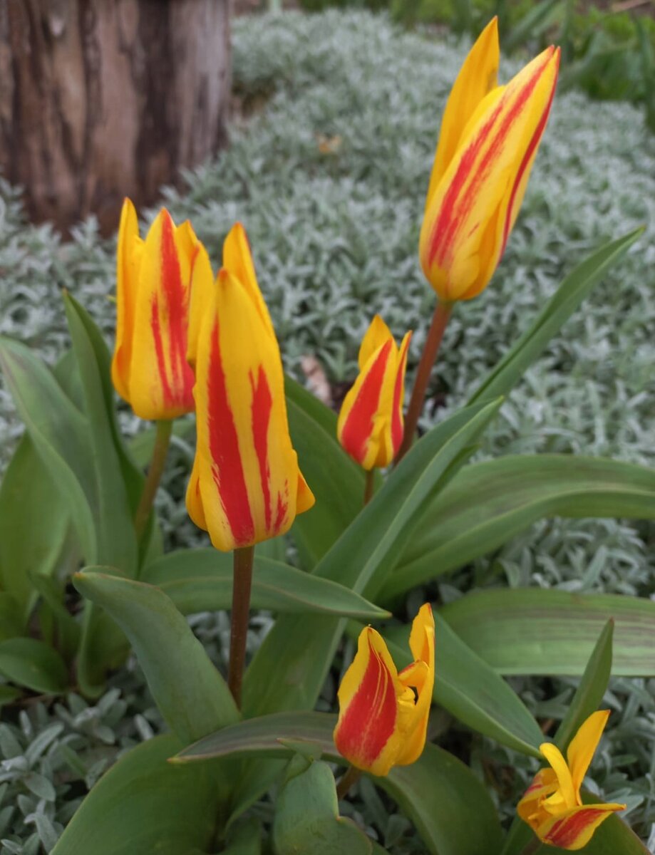 Самые первые тюльпаны