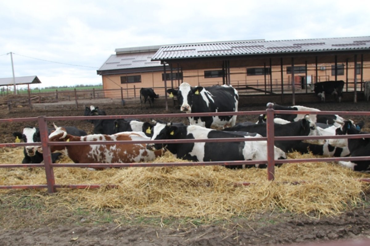    На будённовской экоферме выпускают молочную продукцию в ассортименте.