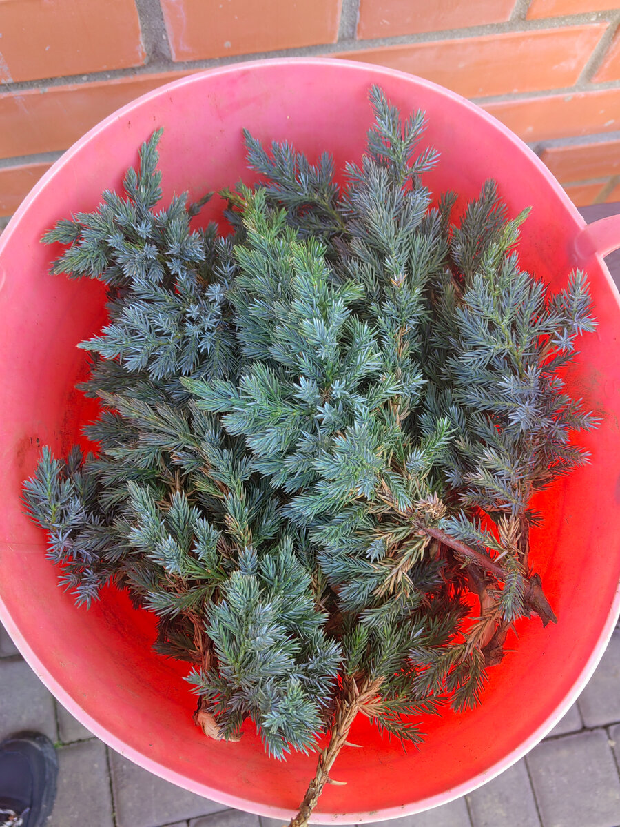 Целая корзина черенков!