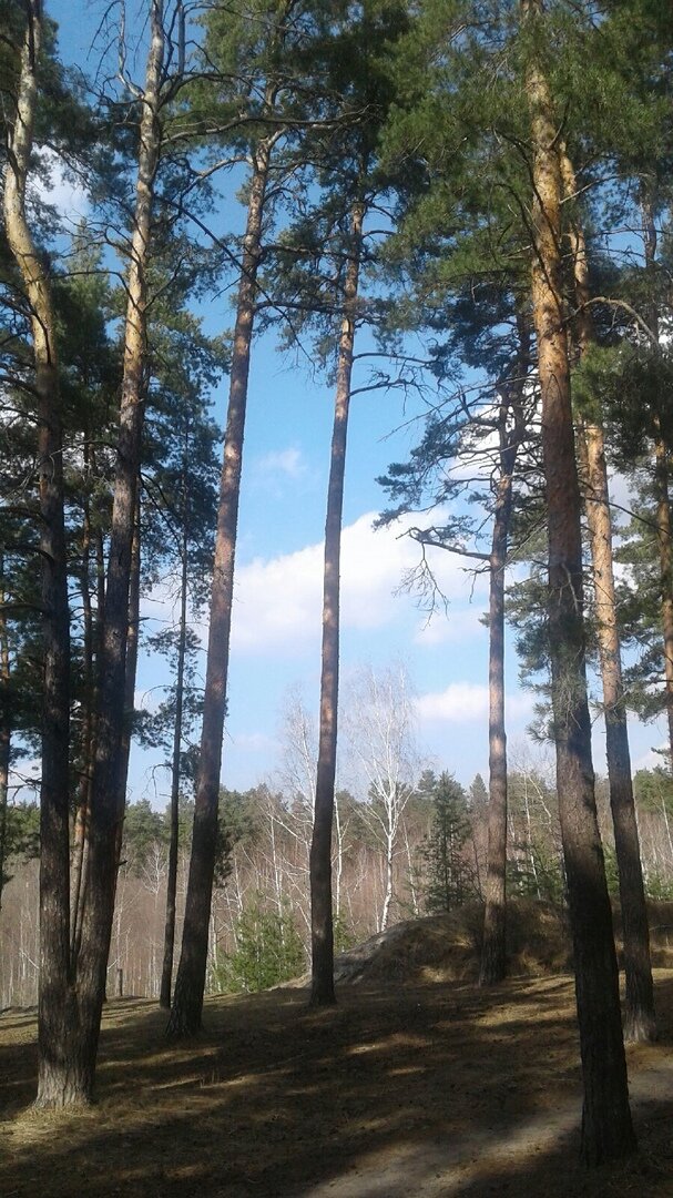 26.03.2023. Ура! Теперь это не просто сосны, а беговые сосны.