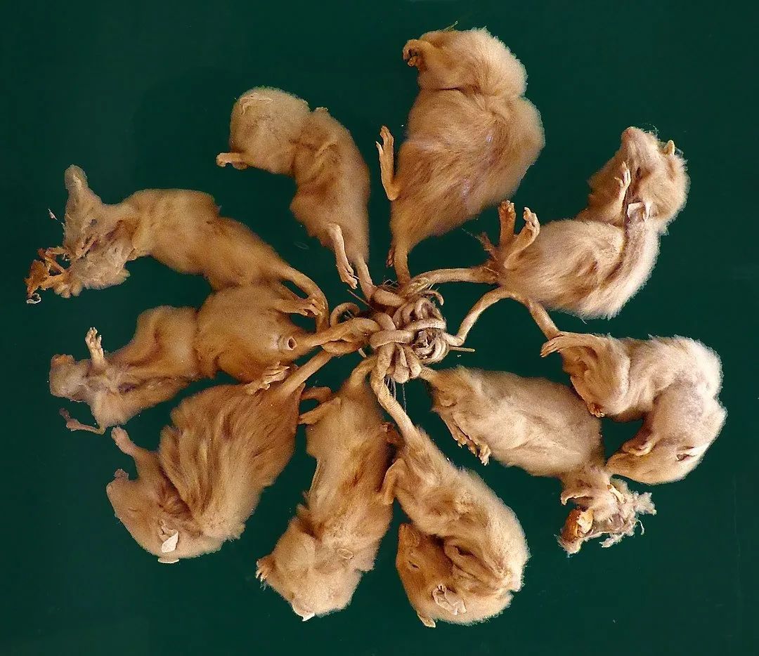 Фото крысиного короля на арбузном поле Rat king Wikipedia
