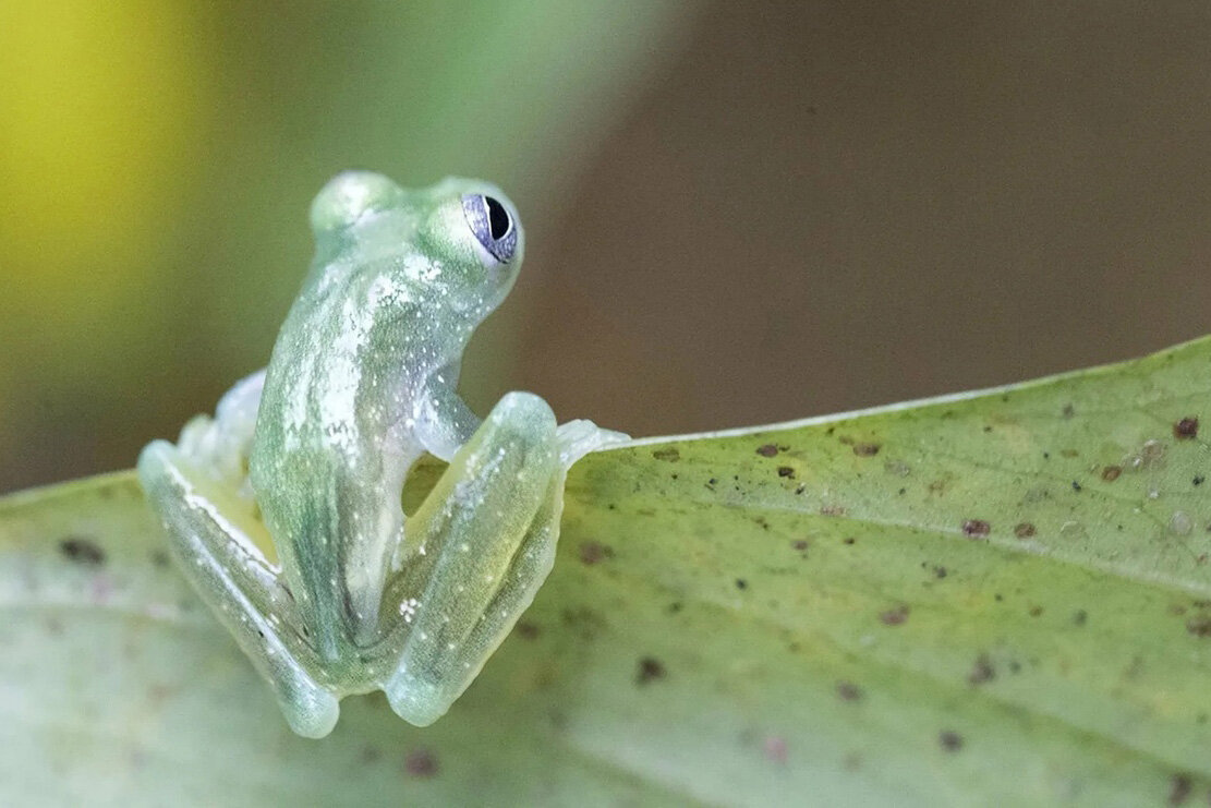 Стеклянная лягушка (Glass Frog)