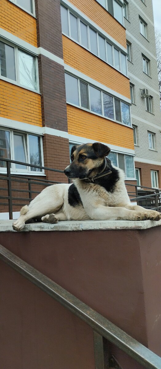 Этот большой пёс живёт у нас во дворе. На нём даже ошейник есть