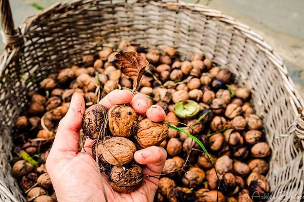 Рецепт настойки из зеленой кожуры грецкого ореха и лимона на кагоре