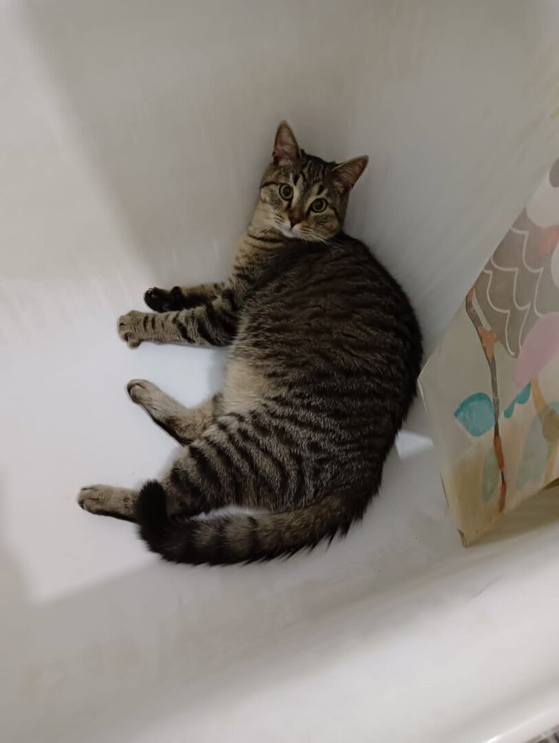 Крис в новом доме