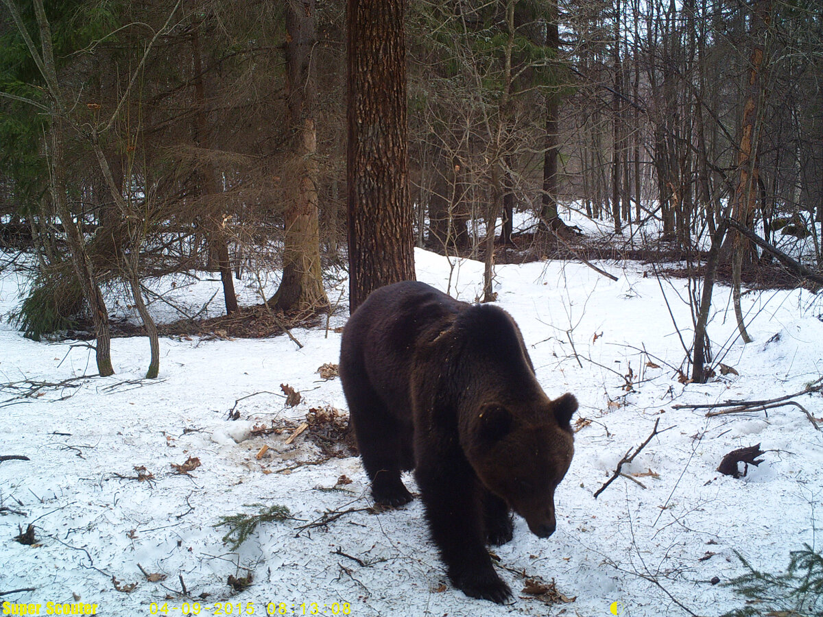  Первая фиксация медведя в заповеднике «Присурский» фотоловушкой 9.04.2015 г. (установил Стенькин П.В.)
