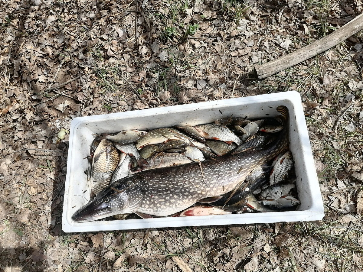 Ловля карася в апреле. Рыбалка весной. Рыбалка на озере. Крупный карась. Рыба в реке.